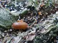 Un cochinilla anaranjada, que parece un pequeño armadillo, se arrastra sobre la corteza de un árbol. Los **ácaros pared** son pequeños y difíciles de ver, pero este cochinilla es un habitante común de la madera.