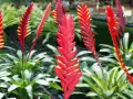 Vriesea rojas y amarillas, vibrantes y llenas de vida, evocan un vriesea significado espiritual de pasión y renovación.