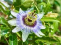 Passiflora: fiore esotico dalle mille proprietà. La sua bellezza complessa suggerisce i benefici per il benessere.