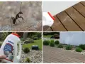 Widok mrówki i opakowania proszku na mrówki. Zastosowanie preparatu na drewnianym tarasie i w ogrodzie.