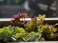 A close-up of various succulents in a planter, showing their vibrant green and red-tipped leaves. These plants are easy to care for, thriving in bright light and well-draining soil.