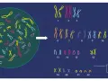Ilustracja pokazuje, ile chromosomów ma człowiek: 23 pary, czyli łącznie 46.