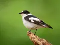 Muchołówka białoszyja, ptak z czarną głową i białym podbrzuchem, siedzi na gałęzi.