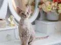 Devon Rex koty: niezwykłe cechy, które musisz znać przed zakupem