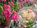 Różowa pelargonia rosebud astrid w doniczce, obok zbliżenie na jej kremowo-różowe kwiaty.