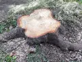 Świeżo ścięty pień drzewa z widocznymi słojami i korzeniami. Wokół trociny i trawa. Zastanawiasz się, jak usunąć pień drzewa?