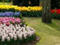 Kolorowe rabaty z hiacyntami i tulipanami. Kiedy sadzić hiacynty? Jesienią, by wiosną cieszyć się ich pięknem.