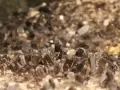 Cristalli di quarzo fumè, noti per le loro proprietà di radicamento e protezione, emergono da una base rocciosa.