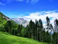 Prato fiorito e bosco di conifere ai piedi di montagne rocciose, sotto un cielo azzurro con nuvole bianche. Un passo sommo da ammirare.