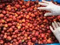 Ile można zarobić na zbieraniu truskawek w Polsce i za granicą?