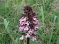 Un'orchidea purpurea, con petali bianchi maculati di viola, si erge su uno stelo scuro tra l'erba verde.
