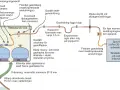 Schema för gasolsystem med två flaskor, kopplingar och spis. Visar hur man byta gasoltub säkert.
