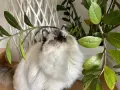 Puszysty ragdoll z niebieskimi oczami, ciekawie spogląda na liście rośliny. Ile żyje taki kot?