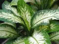 Plantas de interior que no necesitan luz, con hojas grandes y verdes con manchas blancas.