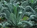 Un campo rigoglioso di cavolo nero, con le sue foglie scure e rugose che si ergono verso il cielo, pronte per essere raccolte.