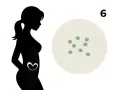Silhouette einer schwangeren Frau mit einem Herzsymbol im Bauch. Daneben eine runde Fläche mit der Zahl 6 und mehreren kleinen grünen Punkten, die eine Schwangerschaft in der 6. SSW symbolisieren.
