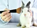 Kosmetik: Tierversuche trotz Verbot? Ihr Guide für den tierfreien Kauf