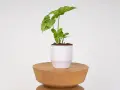Syngonium Mojito z liśćmi w odcieniach zieleni i bieli, w białej doniczce na drewnianym stołku.