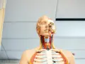 Model anatomiczny pokazuje szczegóły głowy i klatki piersiowej, w tym gardło z widocznymi naczyniami i tchawicą.