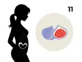 Silhouetten einer schwangeren Frau mit einem Herzsymbol auf dem Bauch. Daneben Feigen, die die 11. SSW symbolisieren.