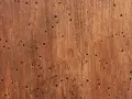 Superficie de madera con múltiples agujeros, evidencia de un animal que come madera.