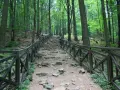 Kamieniste schody wiodące przez las w Górach Świętokrzyskich, otoczone drewnianą balustradą.