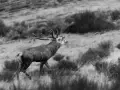 Un cerf majestueux en France, la tête levée et la gueule ouverte, brait dans un paysage de landes.