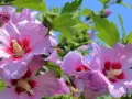 Kiedy sadzić hibiskusa ogrodowego, aby uniknąć niepowodzeń w uprawie?