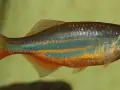 Ile żyją rybki danio? Odkryj sekrety ich długowieczności w akwarium