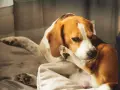 Un beagle se rasca la cara con la pata, quizás por culpa de unas chinches.