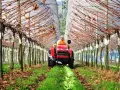 Czerwony traktor z operatorem w kombinezonie jedzie między rzędami winorośli pod tunelem foliowym.