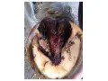 Sabot de cheval affecté par un crapaud, montrant une nécrose et une inflammation.