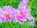Zwei zarte, rosafarbene Cosmea-Blüten mit gelben Zentren, umgeben von feinem grünen Laub. Diese Cosmea ist winterhart und trotzt der Kälte.