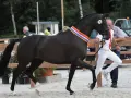 Un magnifique étalon CCE noir, portant une cocarde tricolore, est présenté par son handler.