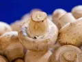Ile kosztuje budowa pieczarkarni? Zaskakujące koszty inwestycji