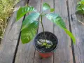 Młoda roślinka mango z pestki, z widocznym zalążkiem, w doniczce na drewnianym tle.
