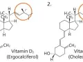 Die Wahrheit über Vitamin D2: Vorteile, Quellen und Dosierung erklärt