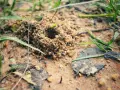 Mrówka, naturalny wróg mrówek, czai się przy wejściu do mrowiska.
