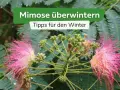 Zwei zarte, rosafarbene Mimosenblüten mit vielen feinen Staubfäden und grüne Knospen vor einem Hintergrund aus grünen Blättern. Tipps zur Mimose Pflege im Winter.