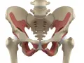 Anatomical model showing the pelvic bones and muscles, including the deep muscles of the pelvic floor, which are crucial for supporting the organs of the pelvis.