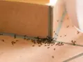 Una colonia de hormigas se mueve por el suelo de baldosas, buscando alimento. Parecen una pequeña procesión, cada hormiga con su tarea.