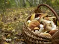 Panier rempli de champignons cueillis lors de la saison champignon. Les feuilles d'automne jonchent le sol de la forêt.