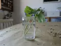 Rozmnażanie pelargonii po zimie: ukorzenianie sadzonek w wodzie. Zielone łodygi z liśćmi w szklance z wodą na stole.