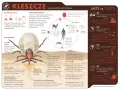 Kleszcz? Jak usunąć bezpiecznie i uniknąć boreliozy!