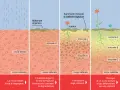 Evoluzione del suolo: dalla roccia madre alla formazione di humus e orizzonti, con acidi umici che nutrono la vita.