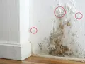 Schimmelbefall an einer weißen Wand, mit roten Kreisen, die kleine weiße Schimmelpunkte markieren.