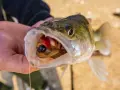 Zander mit einem Gummifisch im Maul, der zeigt, warum diese Köder die besten Gummifische Zander sind.