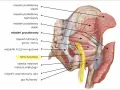 Anatomia miednicy: wbicie igły w nerw kulszowy, przebiegający obok mięśnia gruszkowatego.