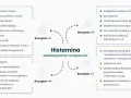 Schemat przedstawia działanie histaminy na receptory H1-H4, wpływając na wyrzut histaminy i reakcje organizmu, np. zapalenie, alergie, czy funkcje poznawcze.