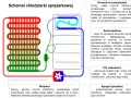 Jak działa lodówka? Odkryj sekrety chłodzenia i oszczędzaj prąd!